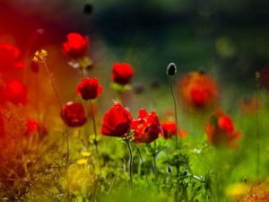 Website Design in Byron Bay, Lismore, Ballina, Gold Coast, website design & web development. JRGD design modern responsive websites, content management websites (CMS Websites), eCommerce websites for business, online stores, and provide online marketing, logo design, graphic design, branding, and website SEO in northern rivers, servicing Byron Bay, Lismore, Ballina, Gold Coast, far north coast NSW and Australia wide.